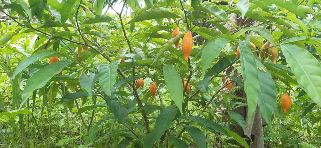 History of Ibogaine