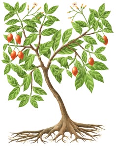 how ibogaine became the darling of the psychedelic
