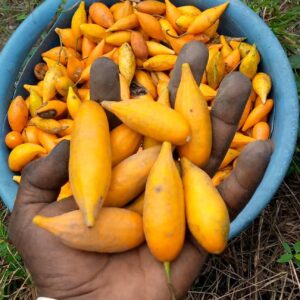 buy Iboga Fruit Pods australia